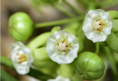 Flowers of Cynanchum brevipedunculatum.jpg