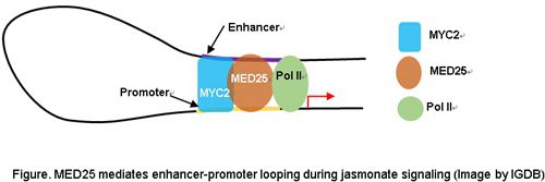 Figure. MED25 mediates enhancer-promoter looping during jasmonate signaling