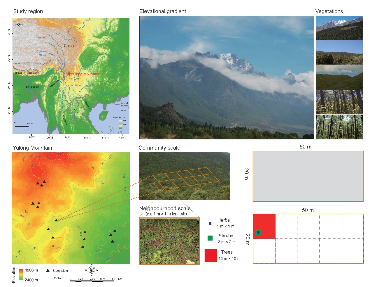 Location of study region and sampling plots along an elevational gradient on Yulong Mountain within the Hengduan Mountains