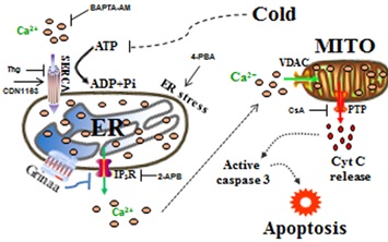 Scientists Uncover Intracellular Mechanisms of Cold-induced Apoptosis