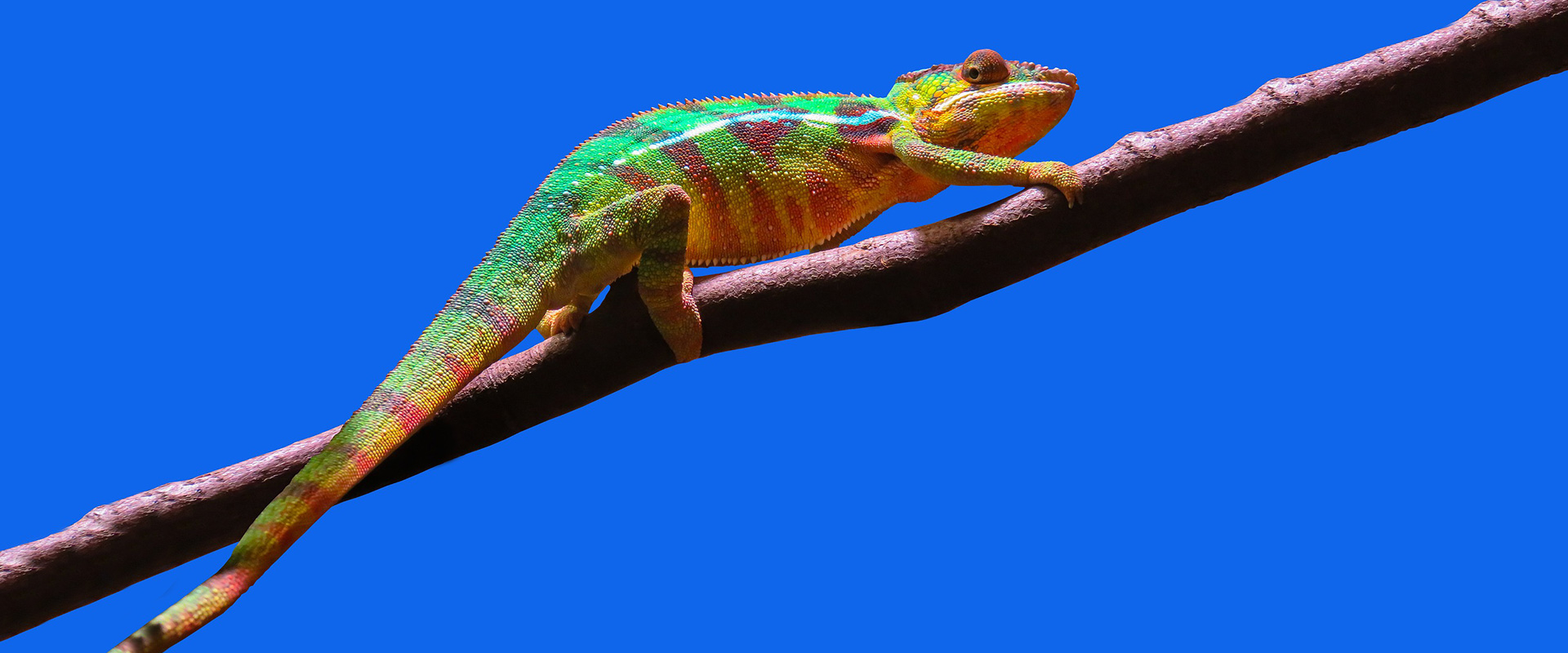 Chameleon-inspired Color Soft Robot Can Interact with Environment
