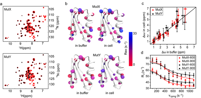 Scientists Reveal Residue Specific Protein Folding and Unfolding Dynamics in Cells