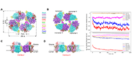 Scientists Reveal Structure and Functions of the Tetrameric Photosystem I