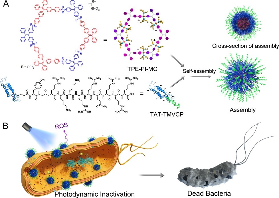 Schematic illustration of the self-assembly of TPE-Pt-MC and TAT-TMVCP.jpg