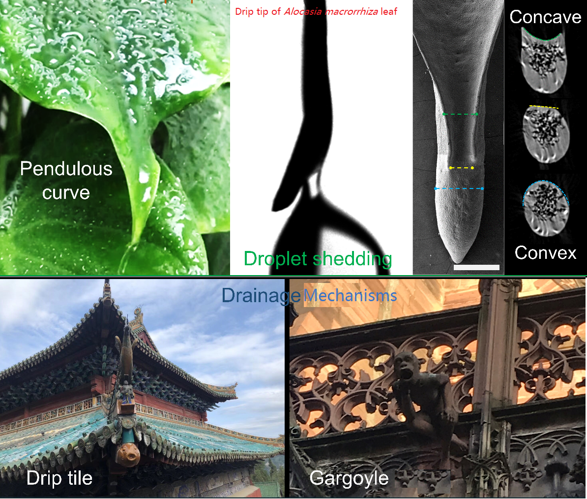 Scientists Explain How Leaf Apex Enhances Water Drainage