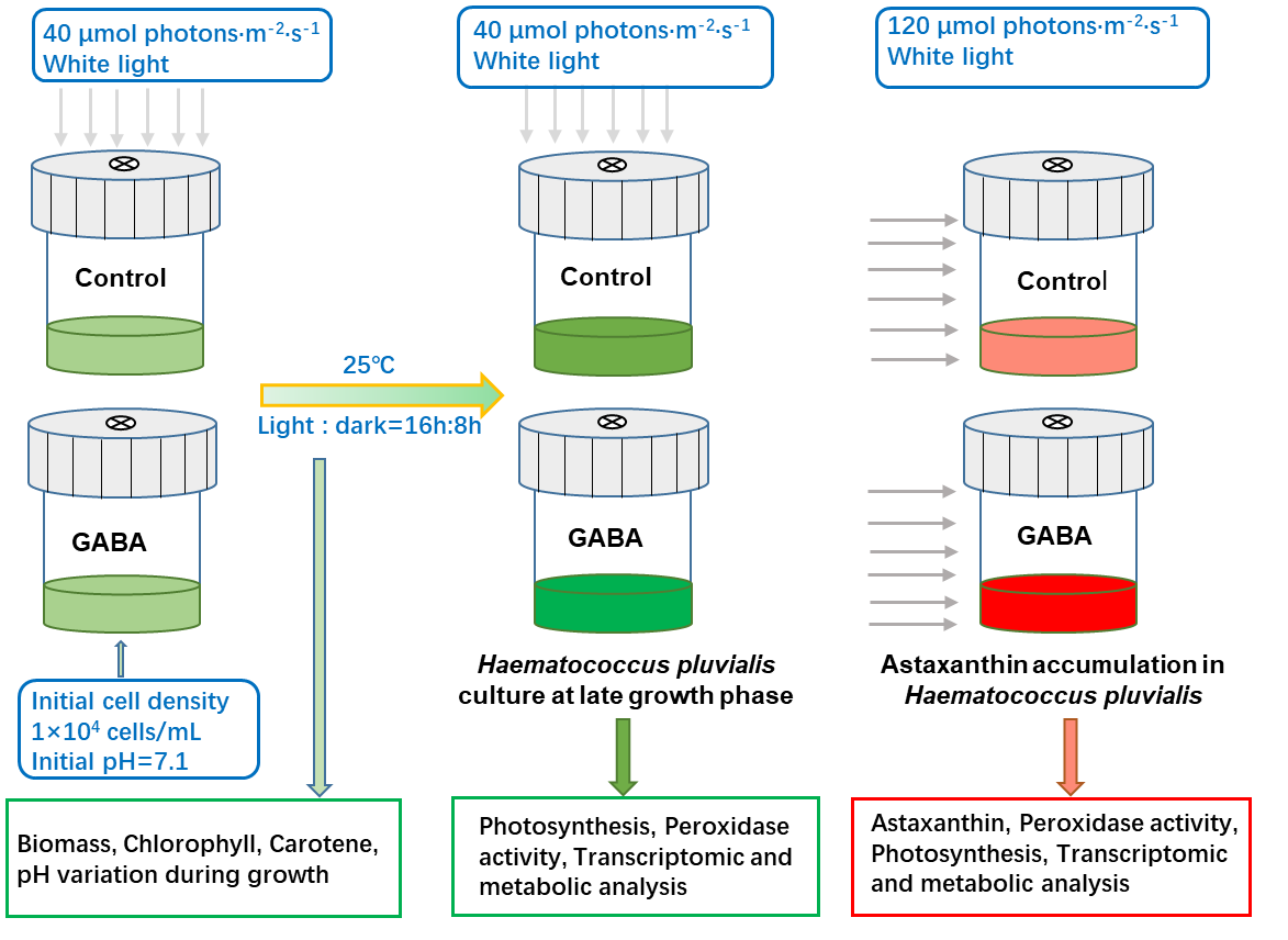 The growth reactor and experimental process
