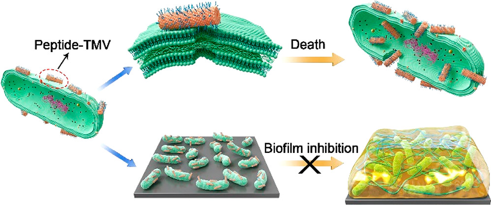 Use Virus Fight Against Bacteria? New Antibacterial Materials Found base on Viruses