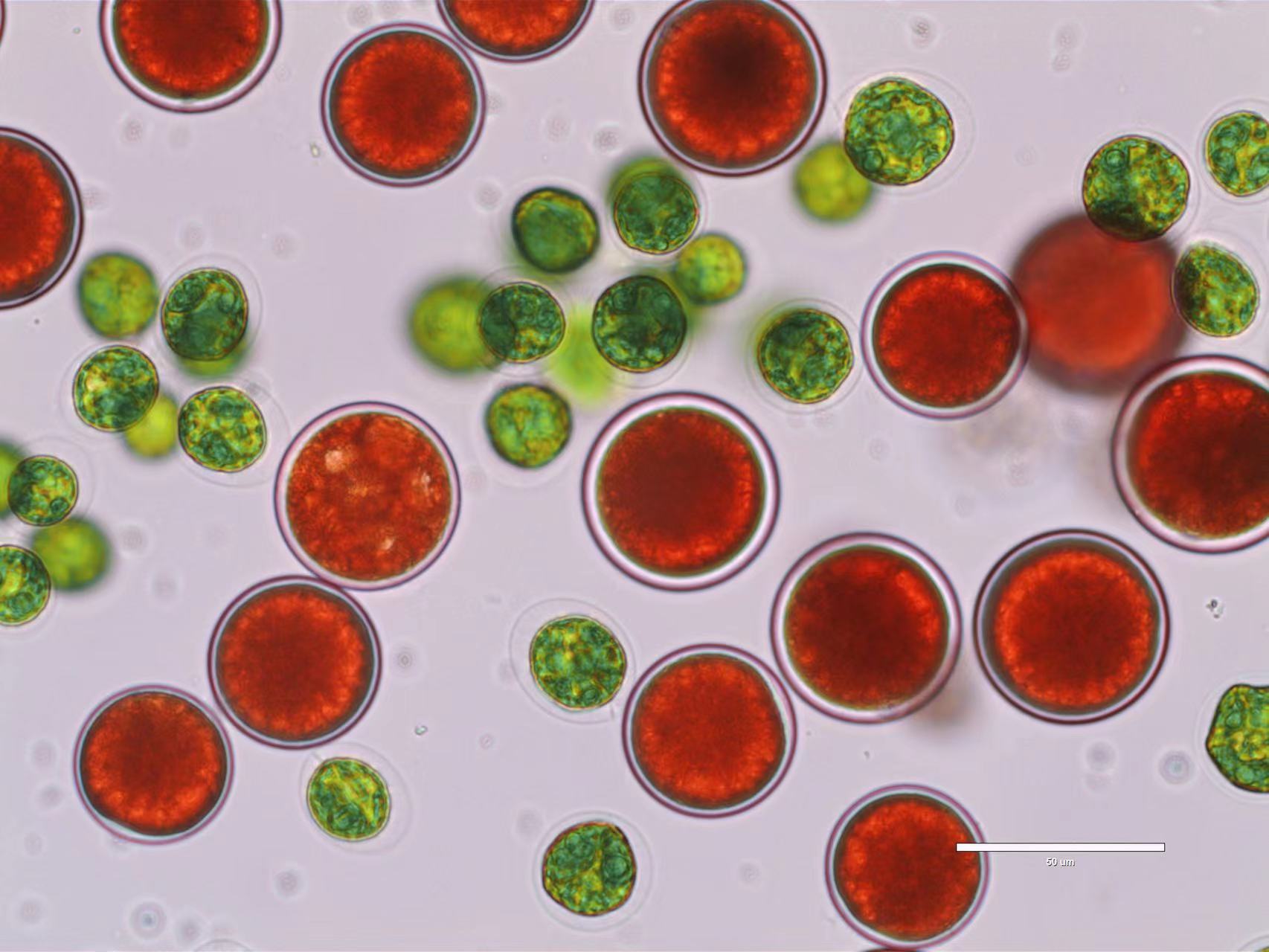Study Proves That Red Light Promotes Growth of <EM>Haematococcus pluvialis</EM>