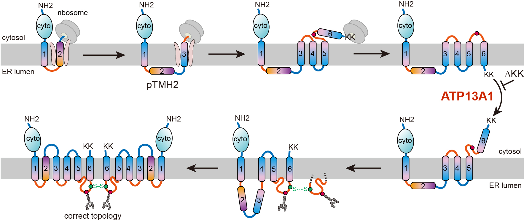 Scientists Discover New Topogenesis Pathway of Multi-spanning Membrane Proteins Assisted by P5-ATPase ATP13A1