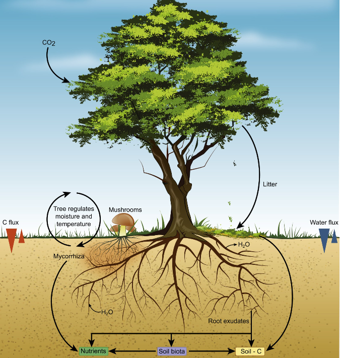 Fungi play an important role in the biodegradation, nutrient cycling, and signal transmission of an ecosystem