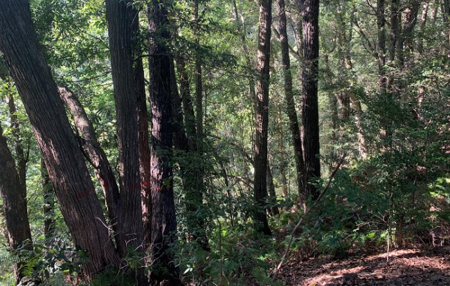 Mechanism Regulating Species Coexistence in a Subtropical Forest Revealed