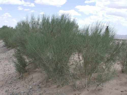 Relative Contribution of Biotic and Abiotic Factors to Stemflow Production and Funneling Efficiency Revealed