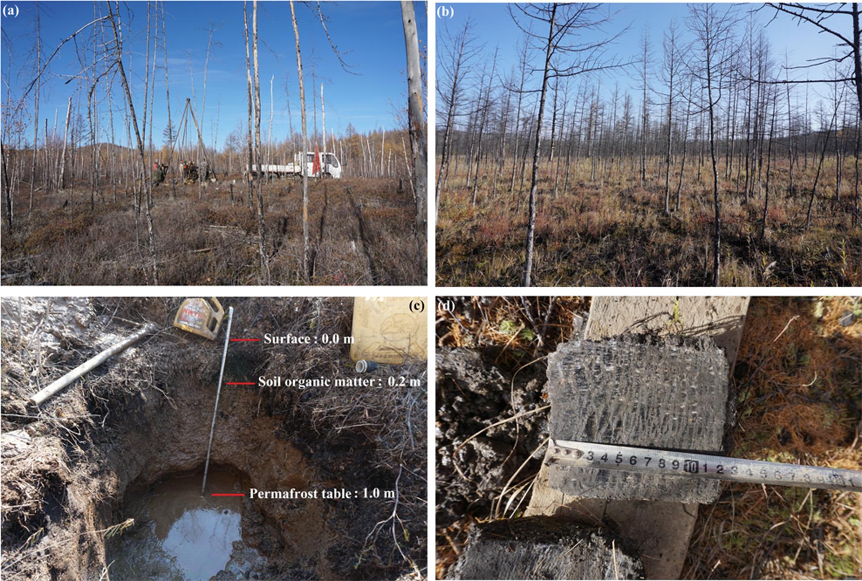 Landscapes, vegetation and soil profiles at Mangui (Young) and Alongshan (Old) sites in October 2016.jpg