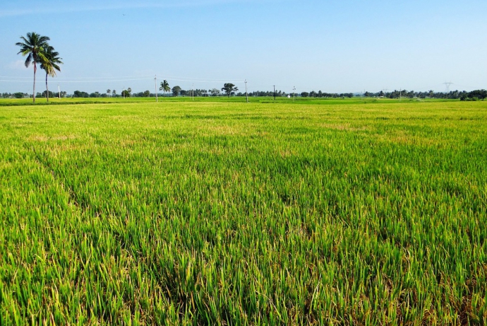 Paddy soil.jpg