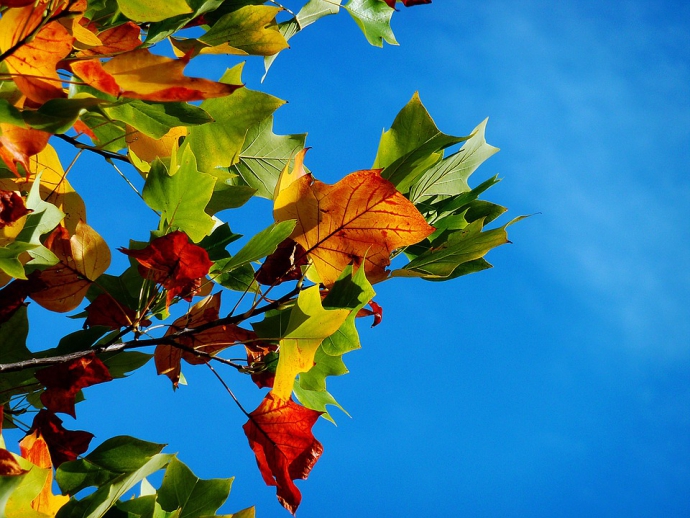 Leaves.jpg
