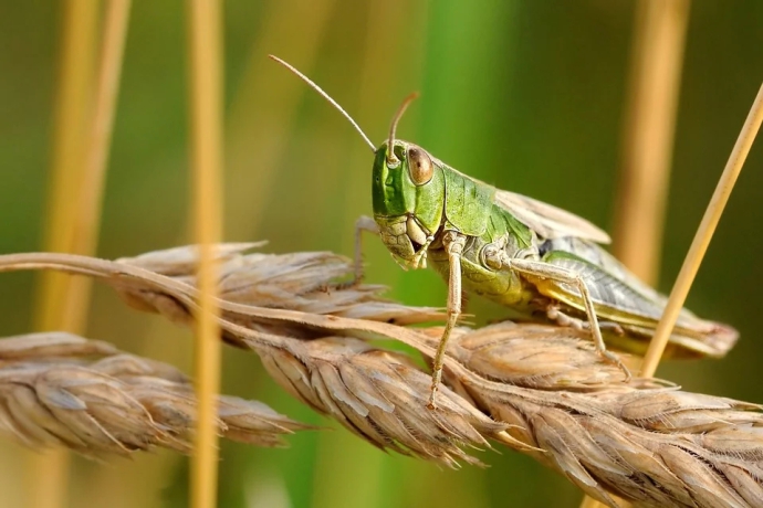 desert-locust.jpg