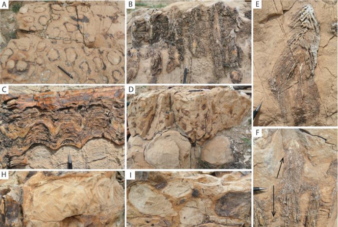 New Findings Lay Foundation for Study of Diverse Stromatolites and Biogeochemistry of Mesoproterozoic