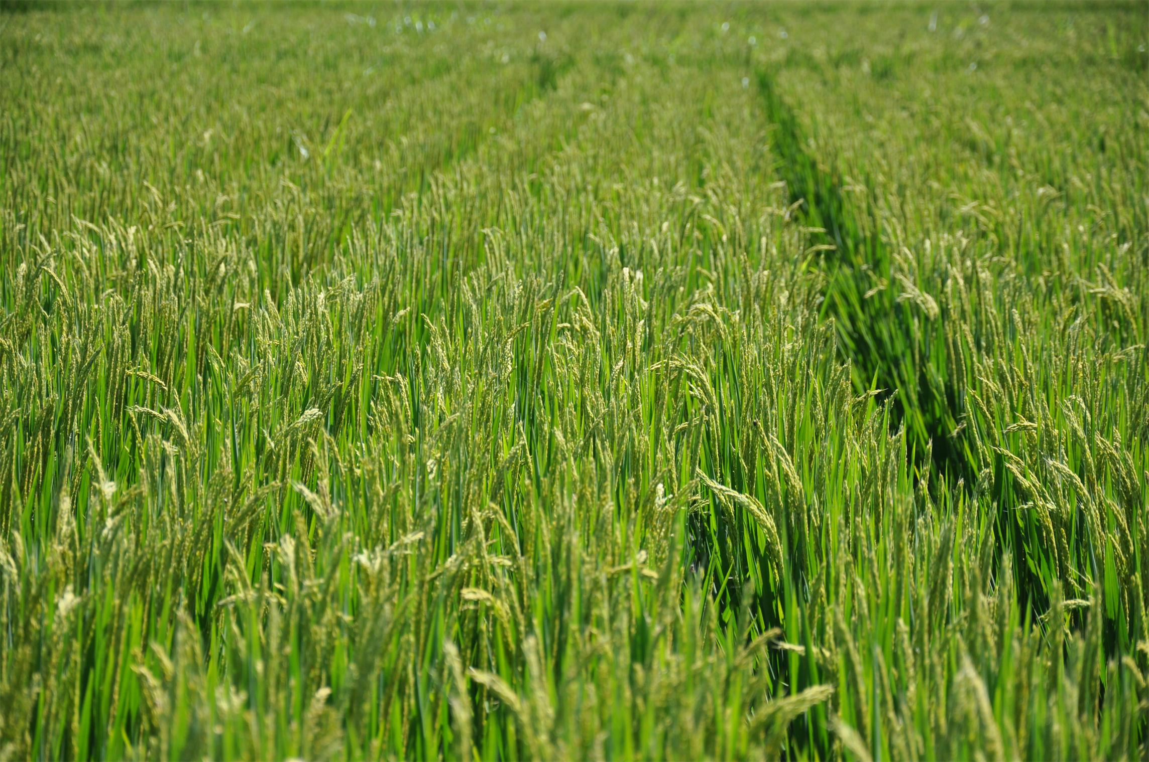 Researchers Reveal Traits of Distribution and Life-form Spectra of Alien Species Across China