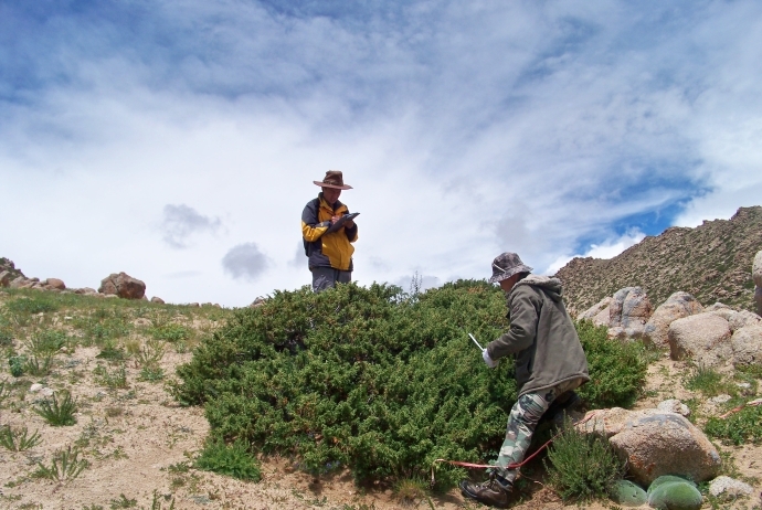 Scientists Reconstruct Spring Hydroclimate on South-central Tibetan Plateau by Living and Dead Alpine Juniper Shrubs