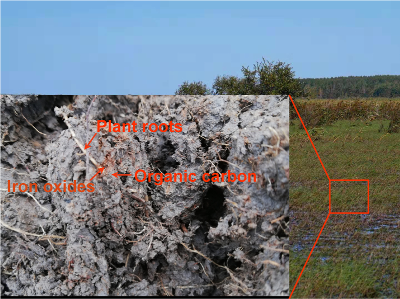 Researchers Reveal Soil Organic Carbon Preserved by Iron in Wetland Rhizosphere