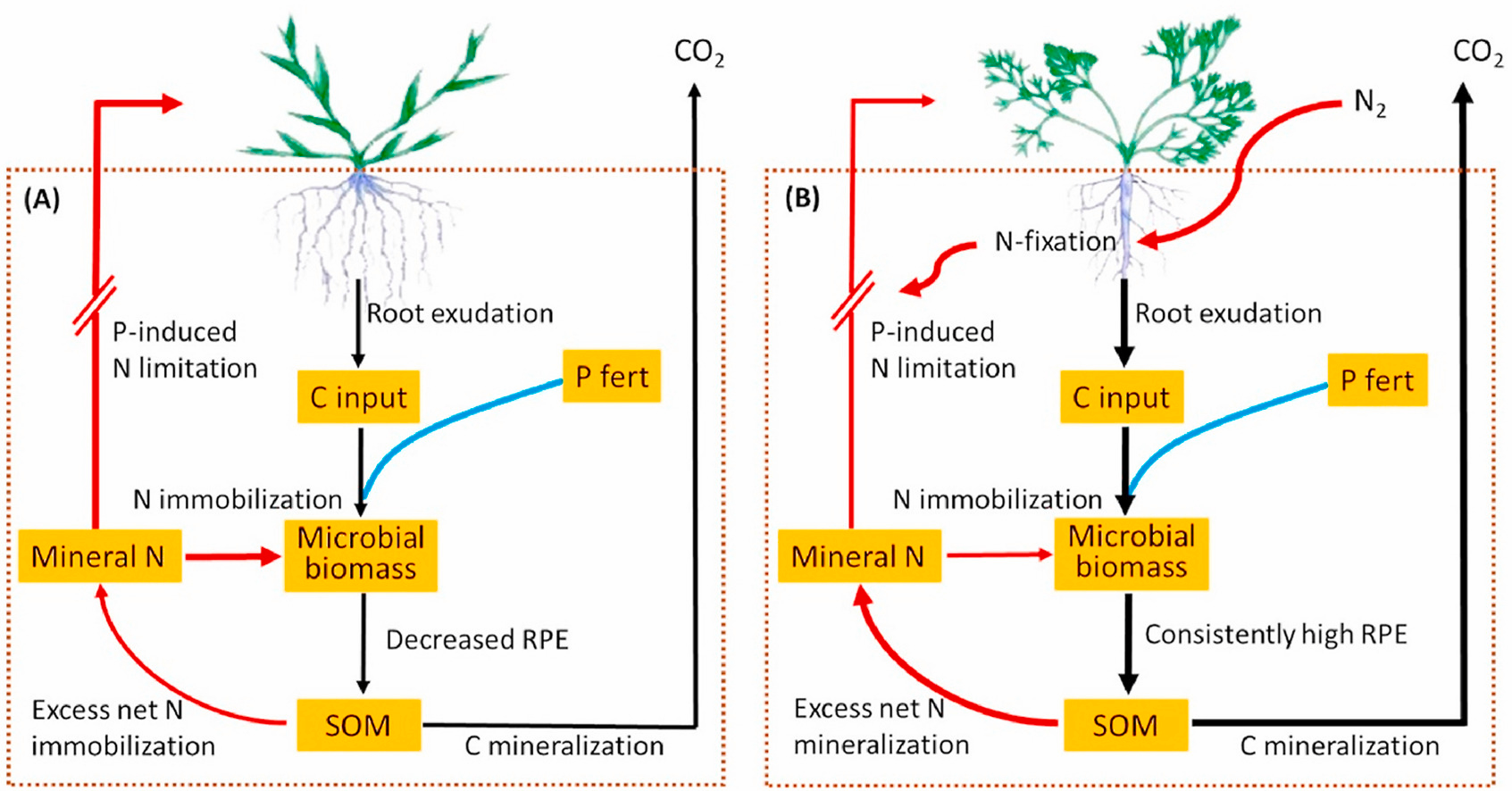 A new framework showing C-N-P interactions on the RPE