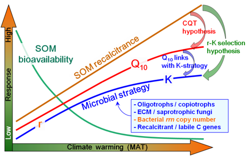 Conceptual framework on the response of temperature sensitivity