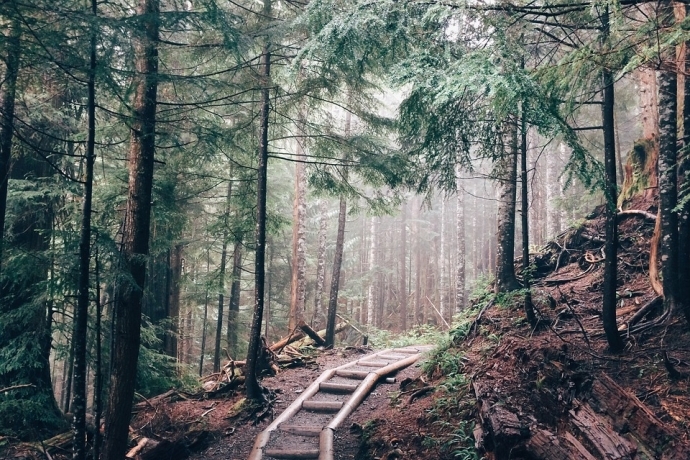 Vegetation Succession Affects Soil Quality in Subtropical China Karst