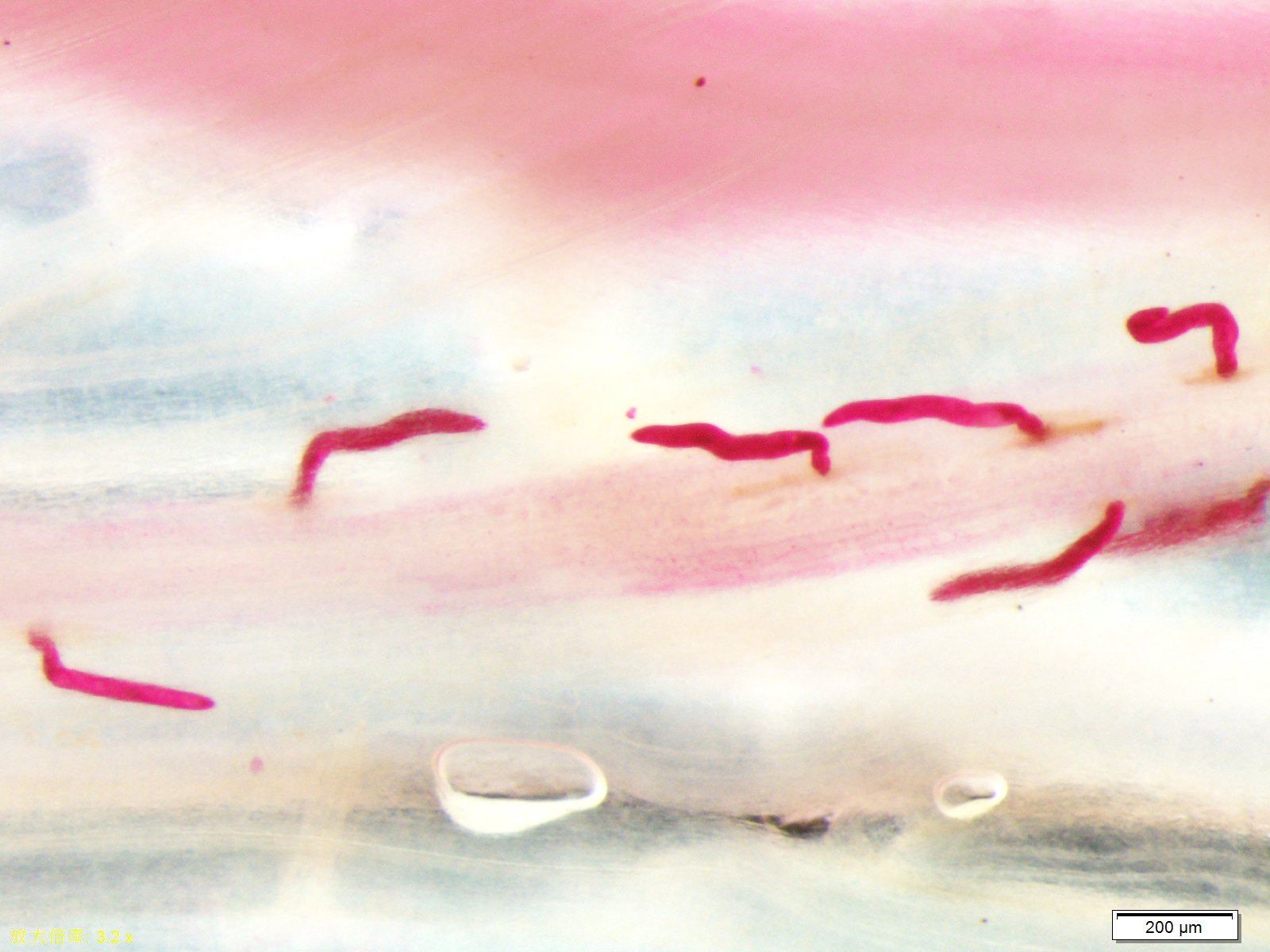 Scientists Reveal Transgressive Resistance to Soybean Cyst Nematodes in Soybean Chromosome Segment Substitution Lines