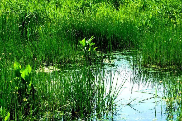 Researchers Reveal Aboveground Biomass and Its Spatial Distribution Pattern of Herbaceous Marsh Vegetation in China