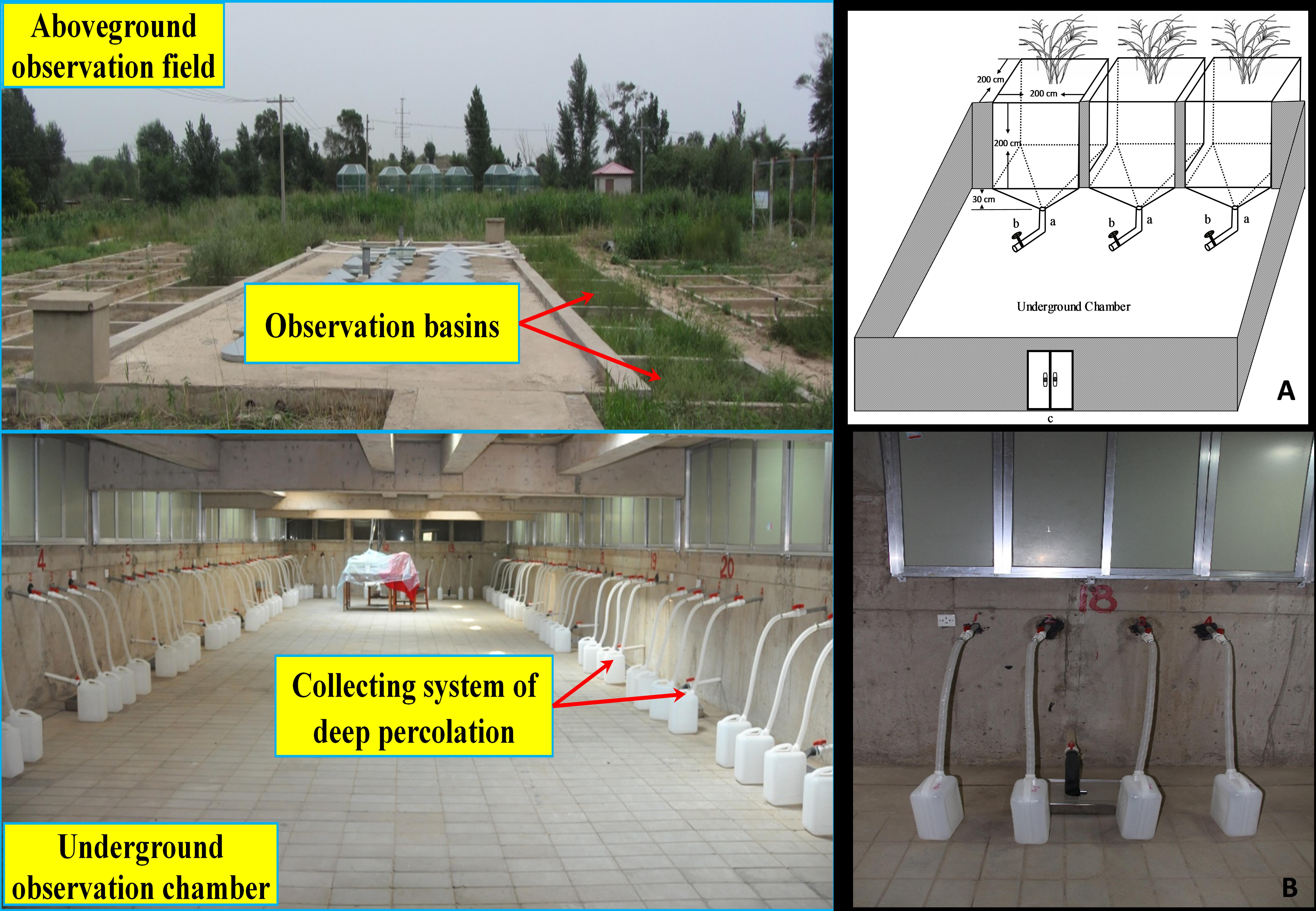 Precipitation Pattern and Vegetation Cover Type Affect Deep Percolation and Groundwater Recharge