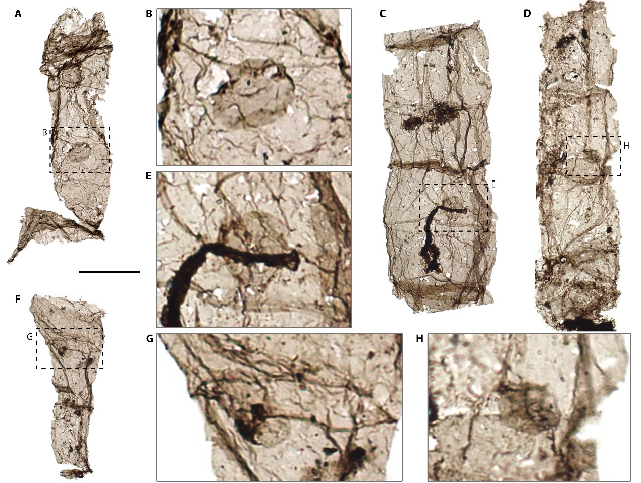Multicellular fossil Qingshania with a round intracellular structure