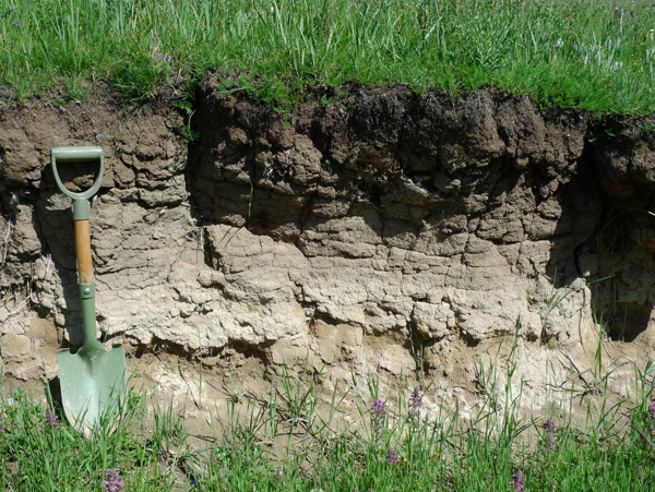 A soil riches in both organic carbon and inorganic carbon01.jpg