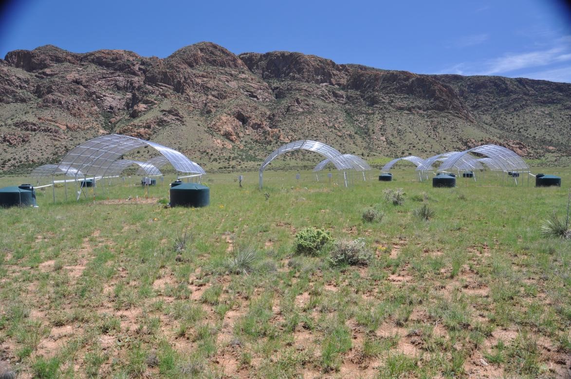 Extreme Drought Disrupts Grassland Stability, Weakening Dominant Grasses' Influence