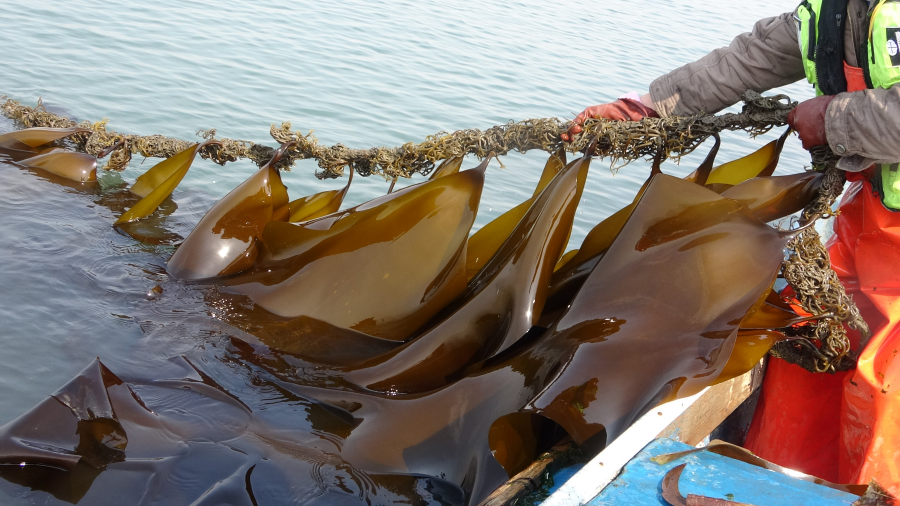 Researchers Report Genetic Homogeneity Risks in Kelp Aquaculture across China