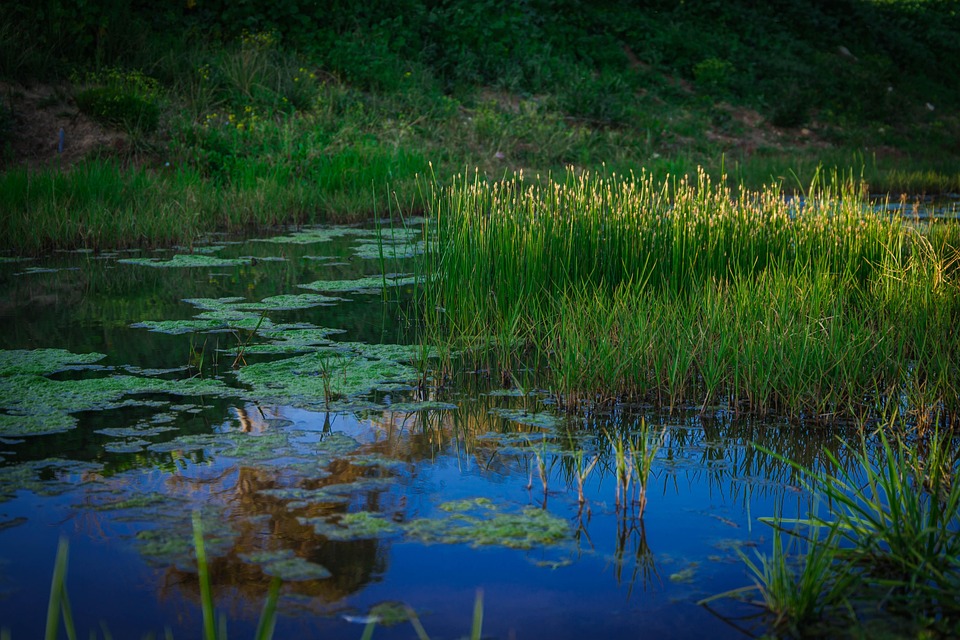 Researchers Reveal Role of Wetlands in Terrestrial Carbon Sink Change
