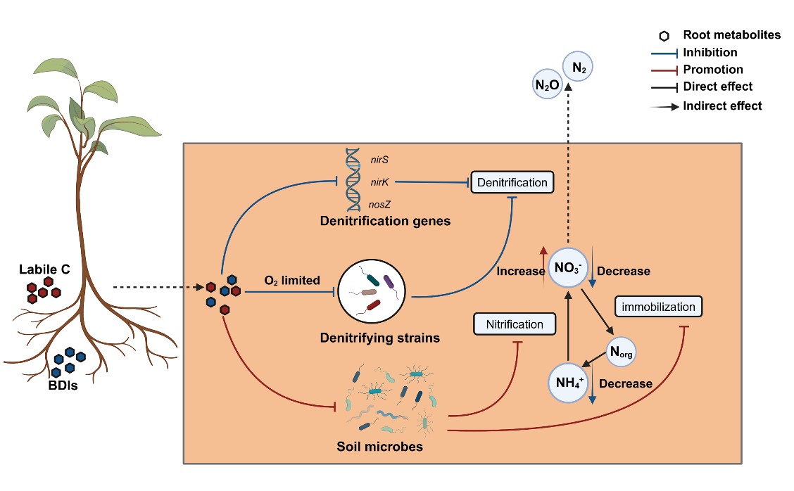 Scientists Uncover Widespread Plant Strategy to Curb Soil Nitrogen Loss and Greenhouse Gas Emissions
