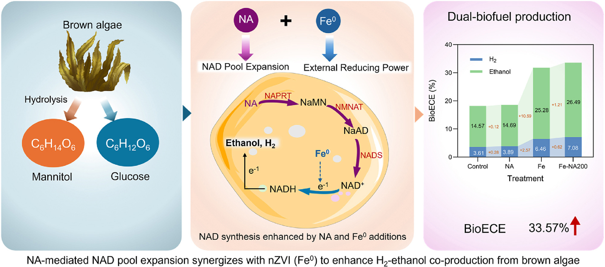 Scientists Develop Coordinated Strategy to Boost Biofuel Production from Brown Algae