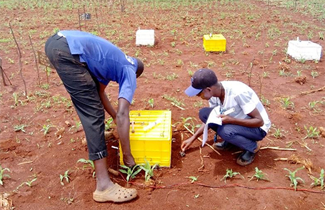 Researchers Discover Ways to Cut Maize's Greenhouse Gas Emissions Without Hitting Yields