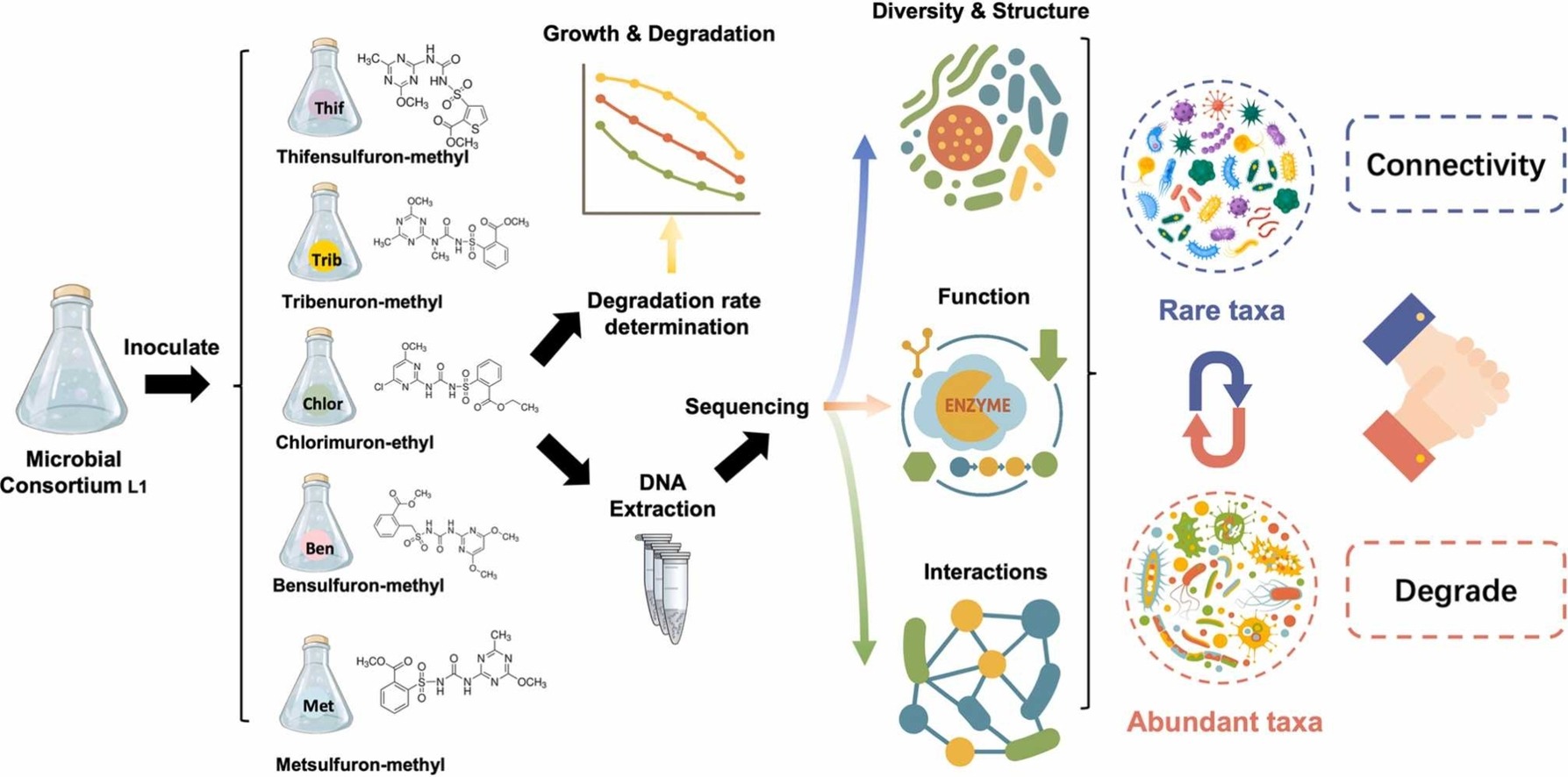 Scientists Reveal Mechanisms of Synthetic Microbial Consortium for Soil Remediation