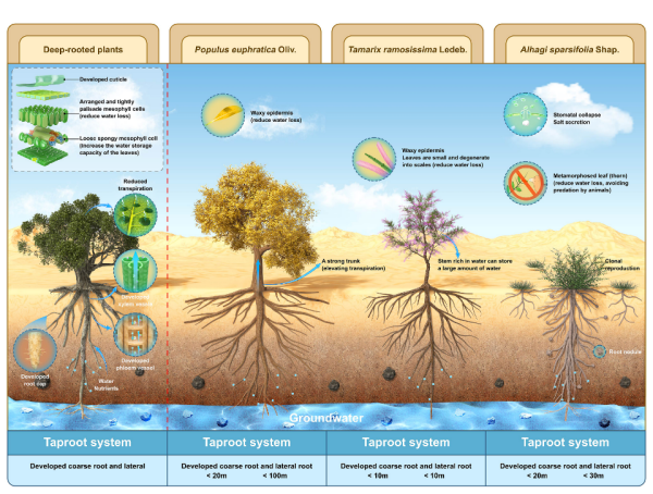 Deep-rooted Plants Revealed as Unsung Heroes in Fight Against Desertification and Climate Change