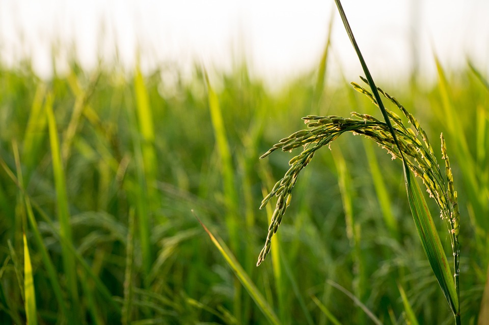 Scientists Identify A Cell Growth Coordinator in Rice