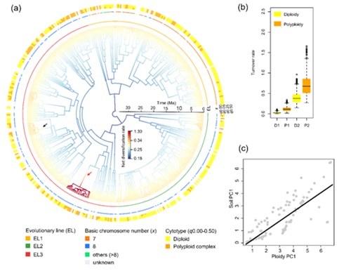 Study Provides New Insights into Effect of Polyploidy on Species Diversification