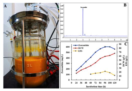 Fed-batch fermentation of the engineered DIZ strain for the production of zeaxanthin and EPS