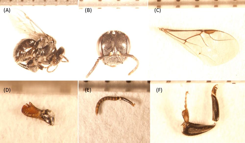 Morphological characters of Tetragonula gressitti.jpg