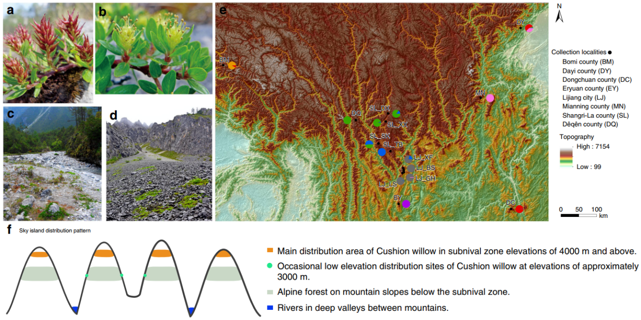 Cushion willow distribution pattern and locations of population samples