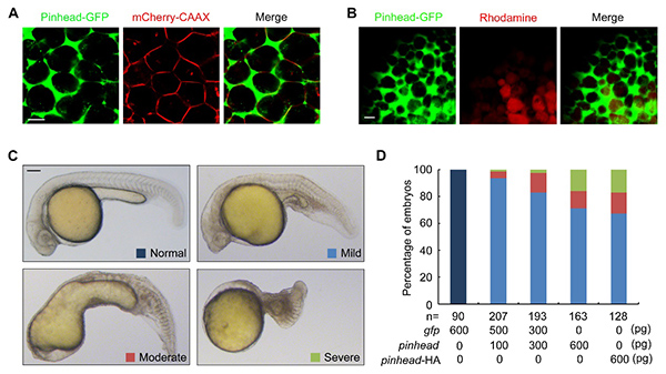 Scientists Uncover Mysteries of the Robustness of Dorsoventral Patterning