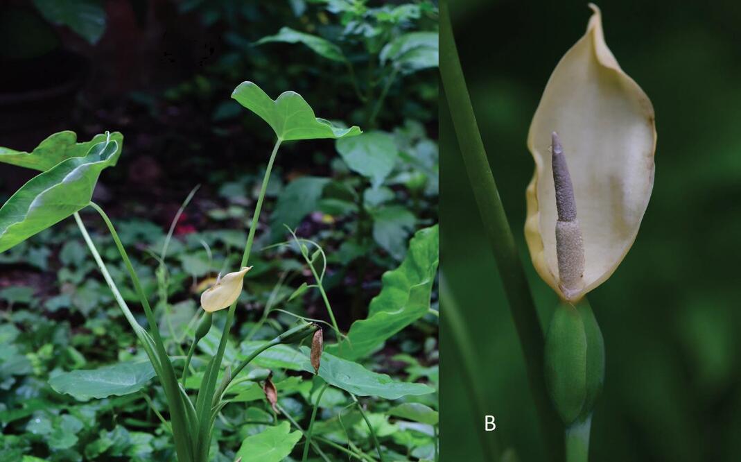 A New Species of Araceae Reported from Myanmar