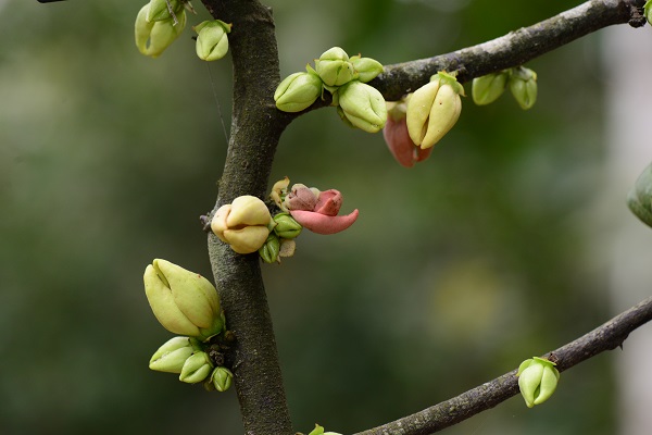 A New Species of <i>Goniothalamus</i> Reported from Lao PDR