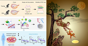 Researchers Provide Novel Insight into the Hallmarks of Primate Ovarian Aging