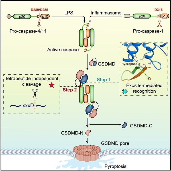 Researchers Reveal Molecular Mechanism Of Pyroptosis Executioner Gsdmd